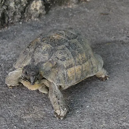 Georgia Old Town Maison d'hôtes Rhodes City