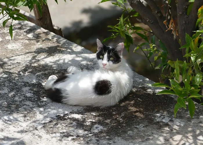 Georgia Old Town Rhodes City