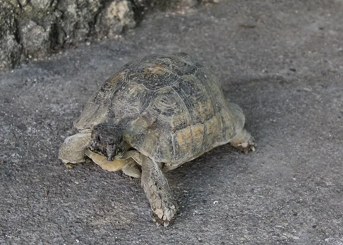 Georgia Old Town بيت ضيافة Rhodes City