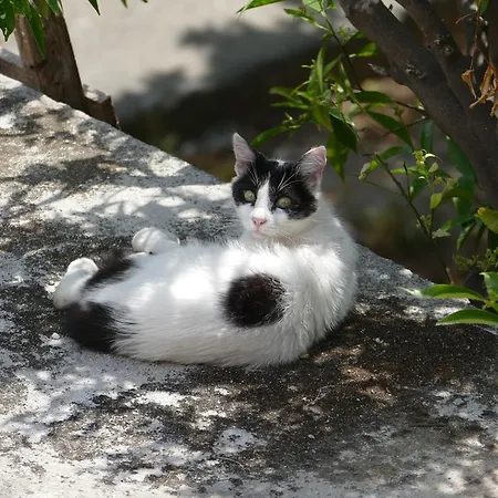 Georgia Old Town עיר רודוס